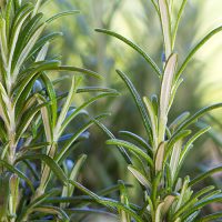 detail_rosemaryToner_img01